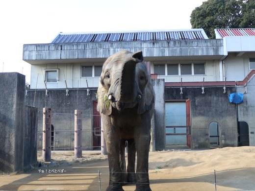 アフリカゾウ(サバンナゾウ)の写真満載のブログ