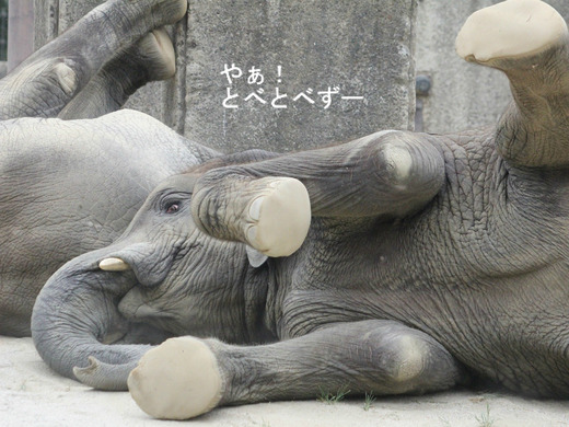 アフリカゾウの写真満載のブログ：やぁ！とべとべずー