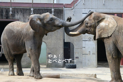 媛ちゃんの11歳のお誕生会開催2017.11.11