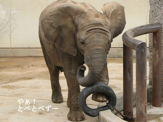 日本で唯一アフリカゾウの子象が見られる愛媛とべ動物園