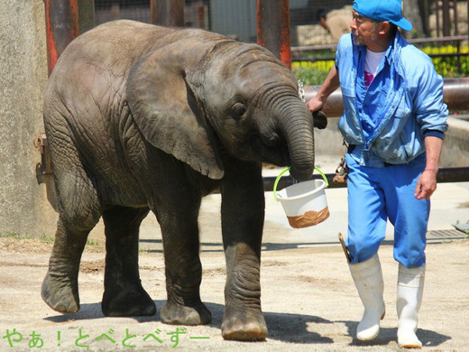 もう直ぐ2歳。とべ動物園のアフリカゾウ砥愛(2013.6.1生まれ)