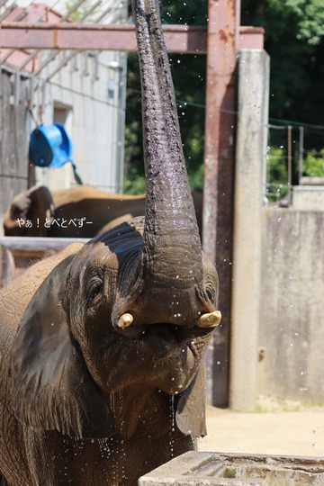 とべ動物園ブログ:やぁ!とべとべずー