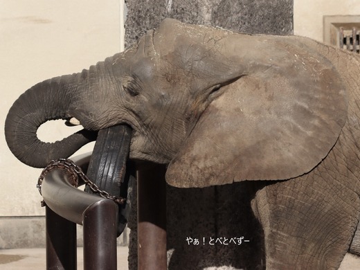 日本で唯一アフリカゾウの子象が見らえる愛媛とべ動物園