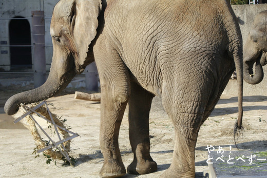 とべ動物園アフリカゾウ：媛ちゃん（メス、１３歳）