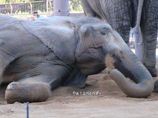砂浴びするアフリカゾウ:媛ちゃん