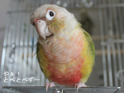 ウロコインコの『もみじ』さんのブログ：やぁ！とべとべずー