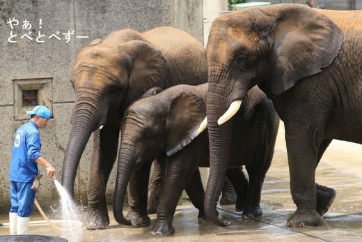 とべ動物園ブログ