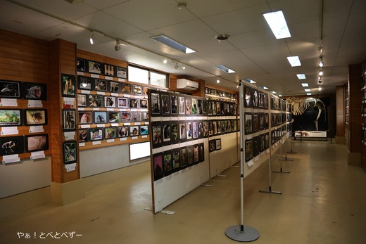 とべ動物園写真コンクール作品展2025