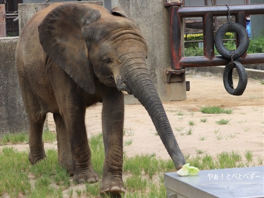 とべ動物園アフリカゾウ：砥愛ちゃん（メス、８歳）