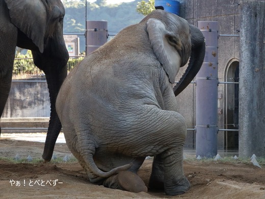 とべ動物園アフリカゾウ：アフ、リカ、媛、砥夢、砥愛