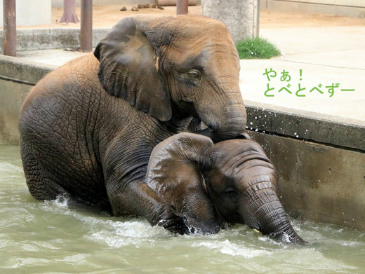 とべ動物園アフリカゾウの仲良し姉妹：媛ちゃん、砥愛ちゃん