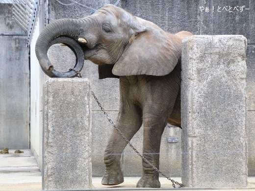 とべ動物園アフリカゾウ:砥愛ちゃん(メス、10歳)