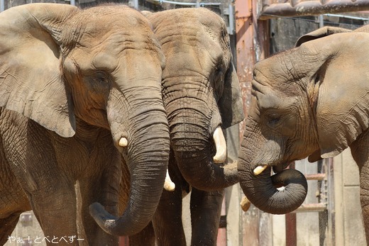 とべ動物園アフリカゾウ：媛ちゃん（メス、１８歳）