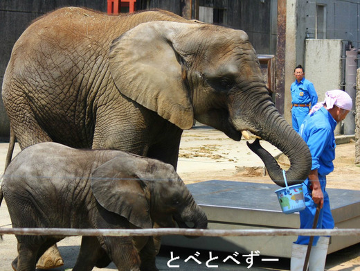 アフリカゾウの仲良し姉妹：媛ちゃん（姉）、砥愛ちゃん（妹）