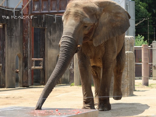 とべ動物園アフリカゾウ:媛ちゃん(メス、17歳))