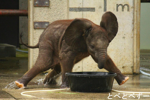 とべ動物園アフリカゾウ中心のブログ：やぁ！とべとべずー
