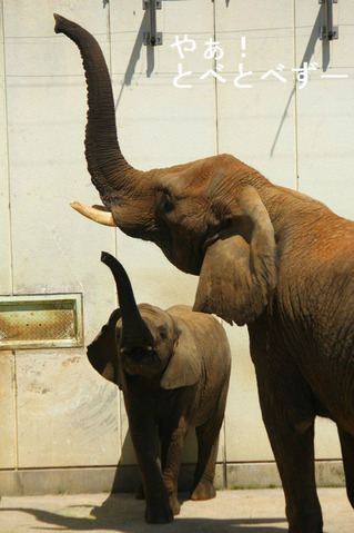 とべ動物園アフリカゾウのブログ：やぁ！とべとべずー