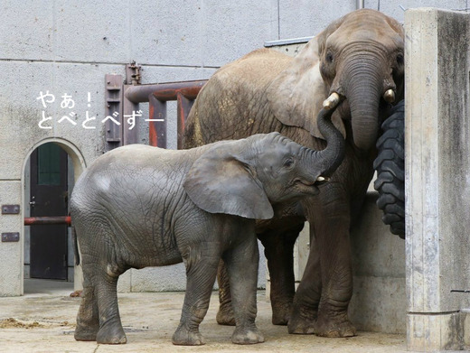 日本で唯一アフリカゾウの子象が見らえる愛媛県立とべ動物園