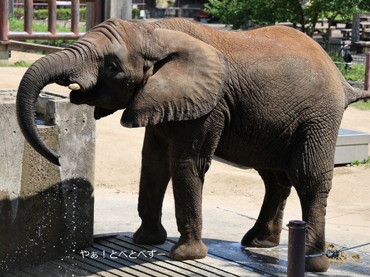 とべ動物園アフリカゾウのブログ:やぁ!とべとべずー