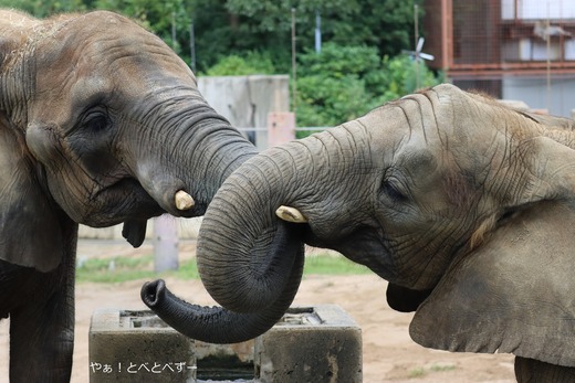 アフリカゾウ、サバンナゾウのブログ：やぁ！とべとべずー