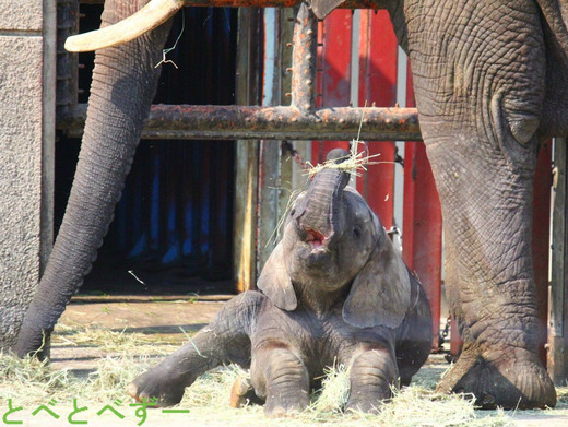 2013年6月に生まれたアフリカゾウの子供:とべ動物園(愛媛)