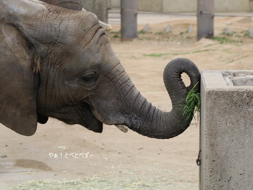 アフリカゾウ大好きブログ：やぁ！とべとべずー