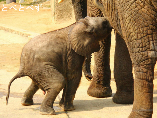 アフリカゾウの赤ちゃんがおっぱいを吸う様子
