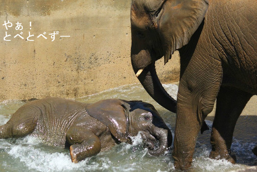 とべ動物園アフリカゾウの姉妹：媛ちゃん、砥愛ちゃん