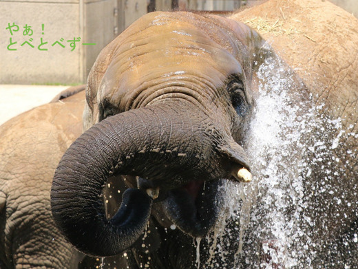 日本で初めて人工哺育で育ったアフリカゾウの媛ちゃん（11歳）