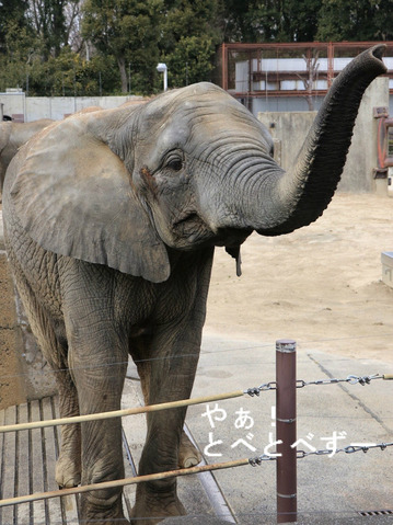 挨拶してくれるアフリカゾウの媛ちゃん＠愛媛とべ動物園