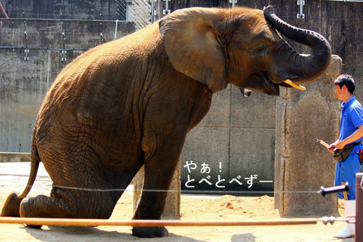 媛ちゃんの訓練の様子