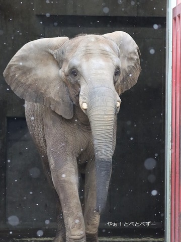 とべ動物園アフリカゾウ：媛ちゃん（メス、１８歳）