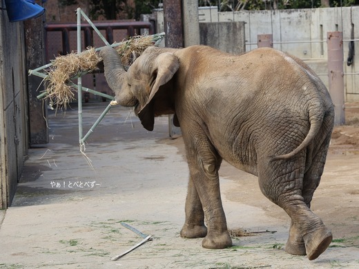 日本で最年少のサバンナゾウの子ゾウの砥愛ちゃん（１２歳）