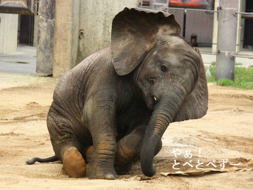 とべ動物園アフリカゾウの砥愛ちゃんのブログ：やぁ！とべとべずー