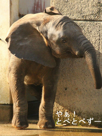とべ動物園アフリカゾウのブログ:やぁ!とべとべずー