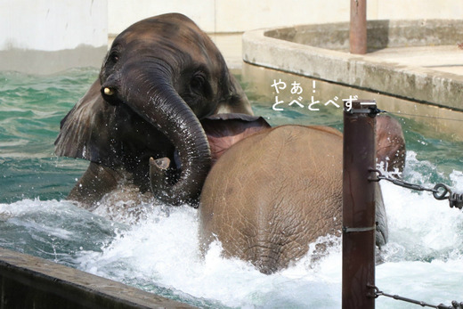 プールで遊ぶアフリカゾウの姉妹:媛ちゃん、砥愛ちゃん
