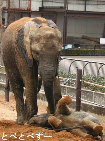 砥部動物園ゾウの姉妹：お姉さんゾウの媛（ひめ）、妹の砥愛（とあ）