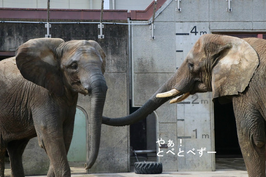 日本で唯一血縁関係のあるアフリカゾウが暮らす愛媛とべ動物園