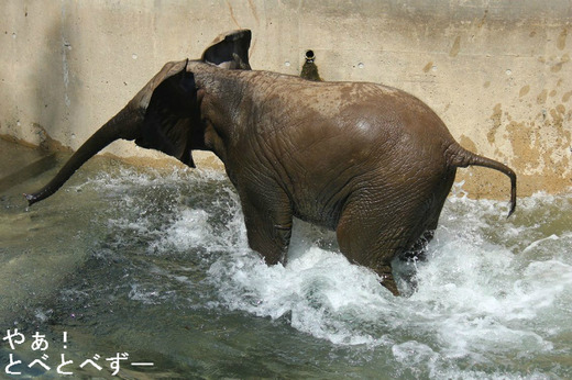 多摩動物公園に婿入りした砥夢くんの妹の砥愛