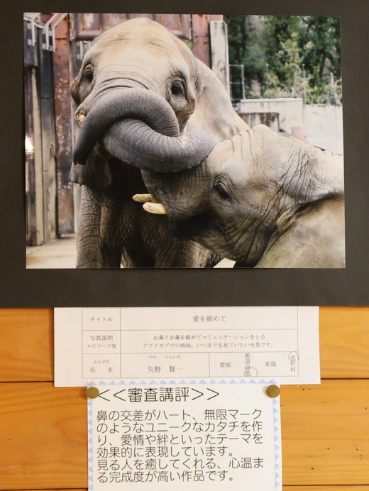 とべ動物園アフリカゾウ:アフ、リカ、媛、砥夢、砥愛