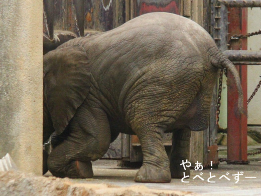 アフリカゾウの写真満載のブログ：やぁ！とべとべずー