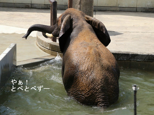 アフリカゾウ、アジアゾウ大好きブログ：やぁ！とべとべずー