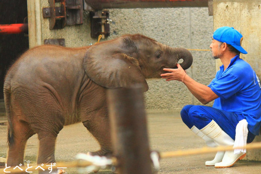 とべ動物園アフリカゾウの赤ちゃん