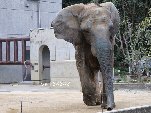 走るアフリカゾウ!:愛媛県立とべ動物園(媛・ひめ)