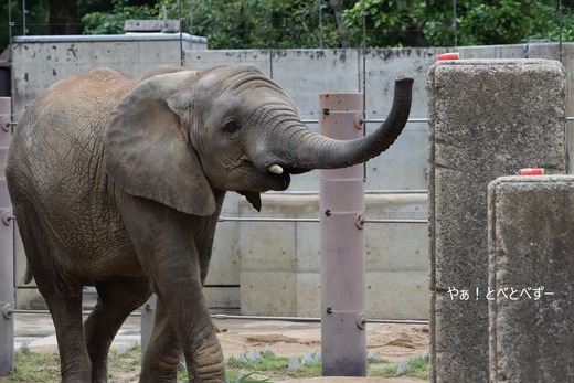 とべ動物園アフリカゾウ：アフ、リカ、媛、砥夢、砥愛