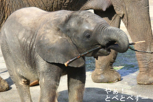 とべ動物園が日本動物園水族館協会（ＪＡＺＡ）「古賀賞」を受賞