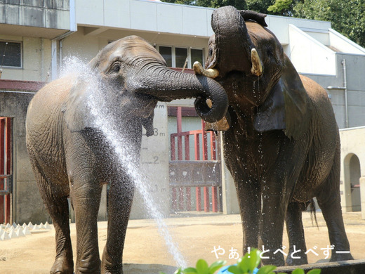 日本で初めて人工哺育で育った媛ちゃんとリカ母さん