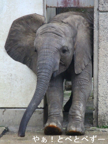 とべ動物園アフリカゾウのブログ:やぁ!とべとべずー