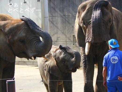 芸をするアフリカゾウ