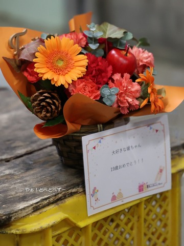 とべ動物園アフリカゾウ・媛ちゃんのお誕生日